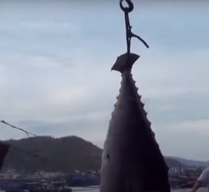 Tận mục cá ngừ vây xanh được treo trên boong tàu.