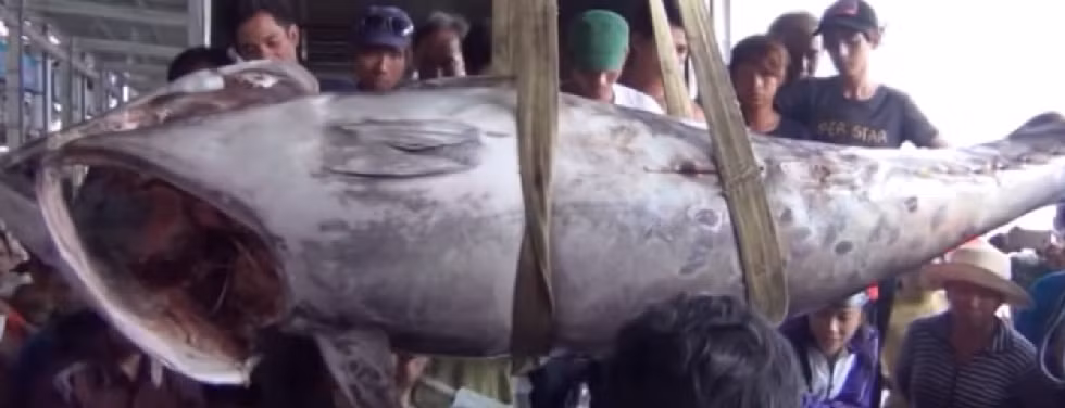  Cá ngừ vây xanh kỷ lục trên thế giới được ghi nhận nặng 450kg.