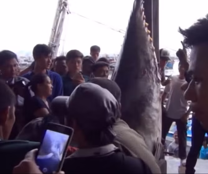 Do quá trình khai thác và bảo quản cá chưa tốt nên giá thu mua con cá ngừ này chỉ 180.000 đồng/kg, tức con cá có trị giá khoảng 55 triệu đồng.