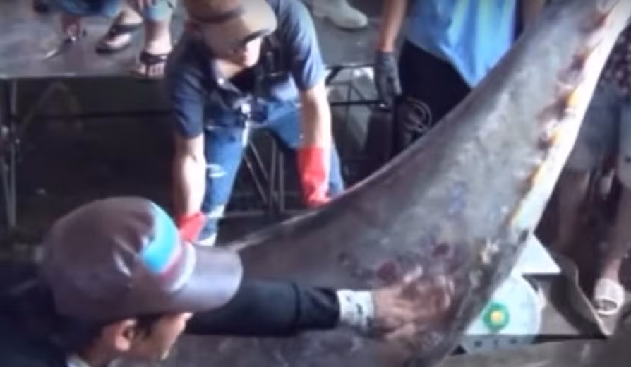 Nếu được bảo quản tốt, giá mua cá ngừ vây xanh có thể đạt 30 USD/kg (gần 700.000 đồng/kg).