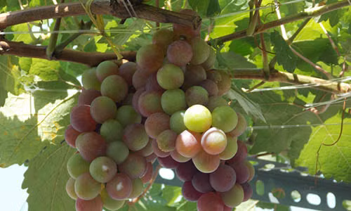 Nếu trồng và chăm sóc tốt, sau 3 năm nho sẽ cho thu hoạch. Ảnh: Vuonrauxanh.