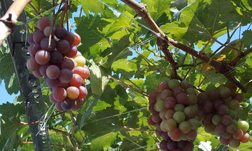Khi nho bắt đầu chín cần giảm tưới và ngưng bón phân. Ảnh: Vuonrauxanh.