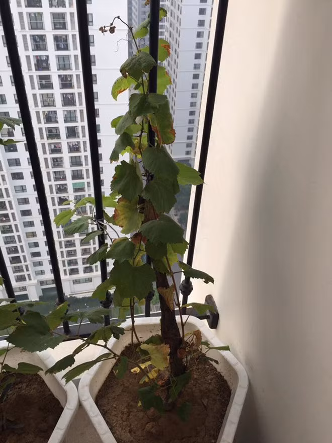 Trong 10 ngày đầu, tưới nước cho cây 2 lần/ngày vào sáng sớm và chiều mát. Sau đó cứ 5 - 7 ngày tưới 1 lần. Ảnh: Zing.