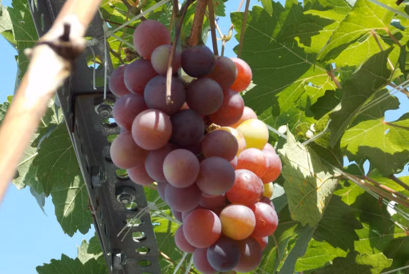 Chùm nho có những trái chín sậm như hình là có thể thu hoạch được. Nếu không, có thể chấp nhận bỏ vài ba trái chín trước đợi cả chùm chín đều mới thu hoạch. Ảnh: Vuonrauxanh.