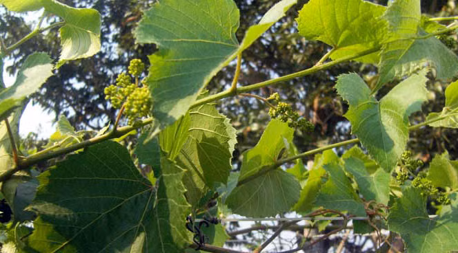 Sâu nho rất độc nên phải phun thuốc trừ sâu 1 năm/lần. Tuy nhiên, tránh phun lúc cây ra hoa vì sẽ gây ảnh hưởng tới quá trình thụ phấn. Ảnh: Dân Việt.