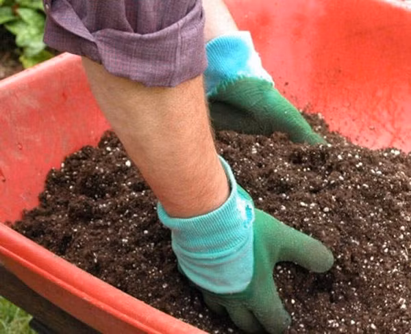 Cach trong cu cai to map map, “da mat” trong thung xop-Hinh-2