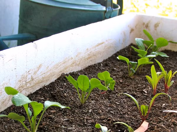 Cach trong cu cai to map map, “da mat” trong thung xop-Hinh-3