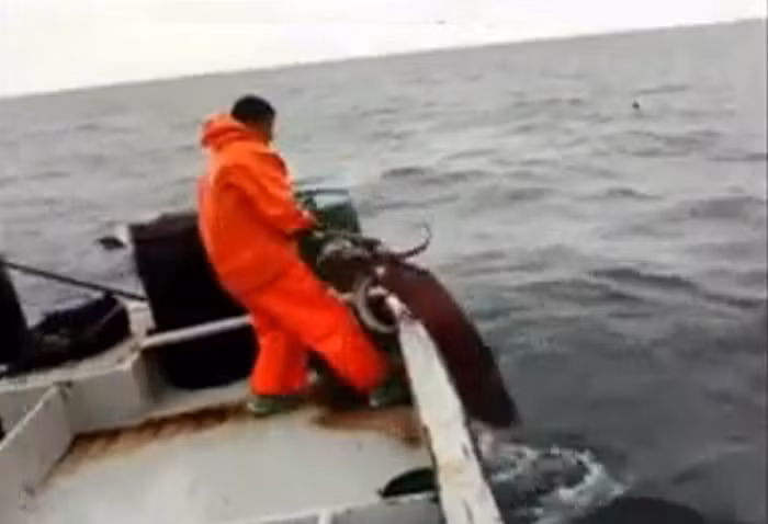 Ngư dân kéo thật mạnh mới lôi được con mực lên thuyền.