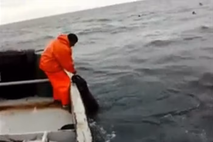 Kết quả thật bất ngờ. Con mực khổng lồ đã cắn câu.