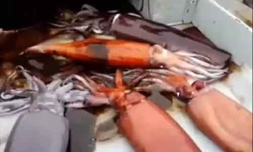 Những con mực khổng lồ nhiều màu sắc hứa hẹn một món tiền lớn cho chuyến ra khơi của ngư dân.