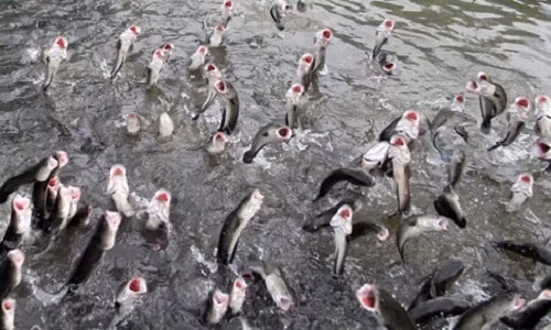 Hau ca loc bay: Resort cao cap sap xuat hien o Con Son