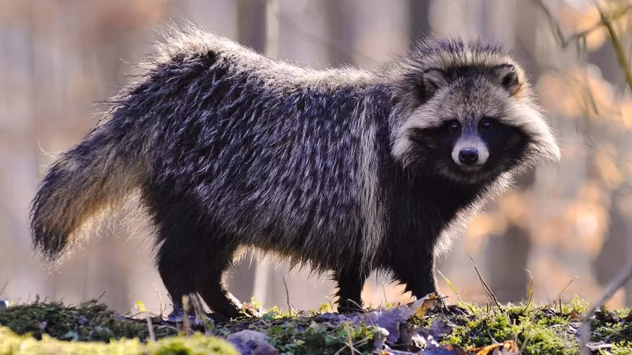 Loài động vật lai giữa chó và gấu trúc.