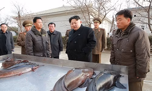 Việc phát triển trang trại cá phù hợp với bối cảnh thiếu lương thực, thực phẩm ở Triều Tiên. Ảnh: Alamy.