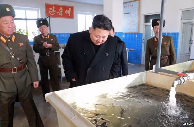 Giá bán mỗi cân cá trê ở Triều Tiên chỉ khoảng 0,5 USD. Ảnh: Alamy.