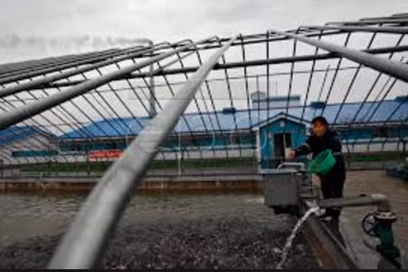 Một nhân viên cho cá trê ăn. Ảnh: Epa.