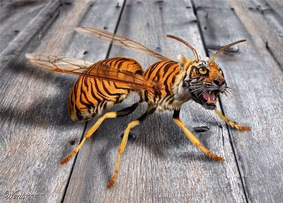 Hình ảnh ghép hổ và nhện độc đáo. Ảnh: Printest.