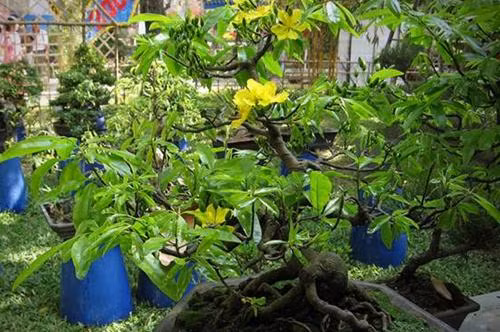 Mai hương, mai thơm hay mai ngự là tên của loài mai vàng 5 cánh có mùi thơm đặc trưng. Nó xuất hiện nhiều ở Huế, Bến Tre. Ảnh: Giacngo.