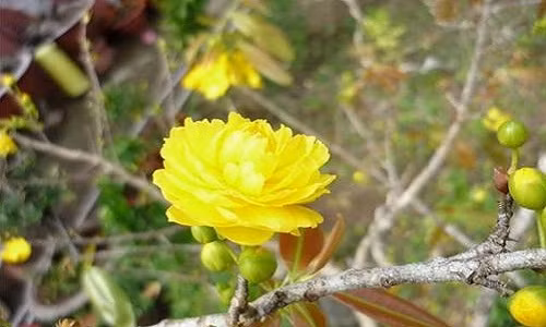 Mai giảo là loại mai nhân tạo có nhiều cánh được ghép lại từ nhiều loại mai khác nhau trên cùng một cây mai. Ảnh: Ohxinh.