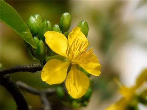 Là loài mai đặc trưng mọc tại vùng biển Cà Ná, Ninh Thuận, mai Cà Ná có thân nhỏ, cánh giòn, lá hình bầu dục. Ảnh: Ohxinh.