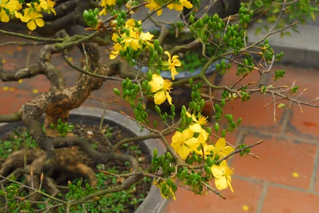 Hoàng mai (hay mai vàng) phân bổ nhiều nhất tại những khu rừng thuộc dãy Trường Sơn và các tỉnh Quảng Nam, Đà Nẵng. Mai vàng có từ 5 đến 9 cánh, chỉ nở một lần trong năm vào cuối tháng 12 âm lịch. Ảnh: SKĐS.