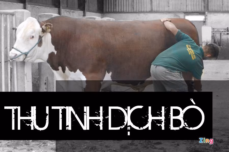 Công việc này đòi hỏi người làm phải khéo léo khi lựa chọn bò đực, cách lấy tinh dịch, đồng thời cần kiên trì trong quá trình chờ đợi con vật xuất tinh, theo Viral 4 Real.