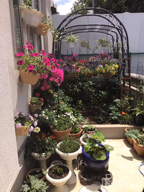 Tuy rằng có nhiều lần thất bại như vậy nhưng chị vẫn quyết tâm không từ bỏ niềm đam mê. Chị dành nhiều thời gian lên mạng học hỏi kinh nghiệm trồng và chăm sóc cây sao cho phù hợp với khí hậu thổ nhưỡng tại Nhật Bản.