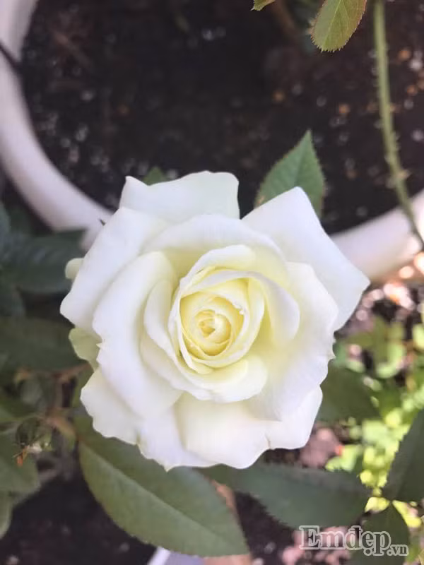 Đối với cây hồng trồng ra đất, khi đặt viên dinh dưỡng vòng quanh cây nên lấp một lớp đất mỏng lên viên dinh dưỡng. Sau khi hoa tàn, nên cắt bỏ phần bông hoa và cắt thêm 1-2 mắt nữa để kích thích cây ra mầm mới và vặt bỏ lá đã bị bệnh giúp cây phát triển được tốt hơn.