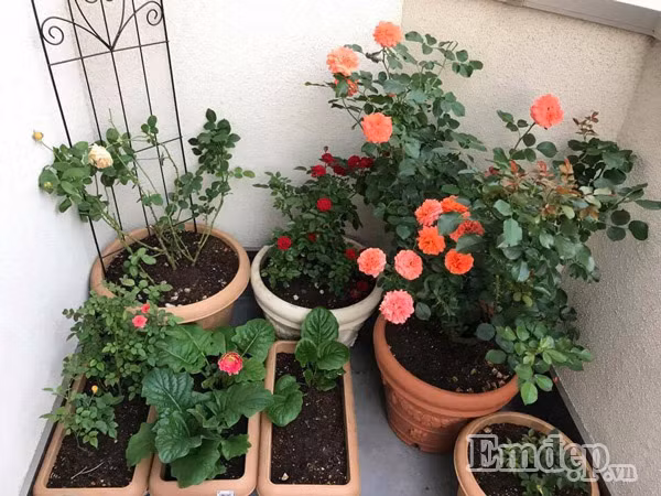 Bông hồng tươi xinh.