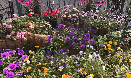 Chia sẻ với Emdep.vn, Chị Xuân cho biết: “Mình yêu thích trồng hoa bởi từ nhỏ đã có ước mơ sau này khi có nhà riêng sẽ có một vườn hoa xung quanh nhà. Sở thích trồng rau của mình có lẽ là ảnh hưởng từ sự chịu khó của mẹ. Mỗi khi về Việt Nam, lần nào mình cũng thấy mẹ trồng rất nhiều rau và thế là cũng mong muốn có một vườn rau xanh như của mẹ”.