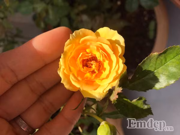 Những bông hoa đua nhau khoe sắc.