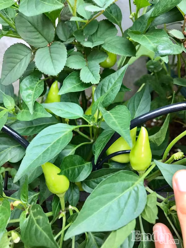 Khi được hỏi về bí quyết chăm sóc cây trồng, Chị Xuân nhiệt tình chia sẻ: “Để cây phát triển khỏe mạnh thì cần phải chăm sóc thật cẩn thận. Lúc đầu khi mới trồng cây, tưới nước 2 lần một ngày.