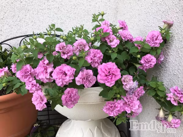 Thành quả của quá trình chăm sóc tỉ mỉ.