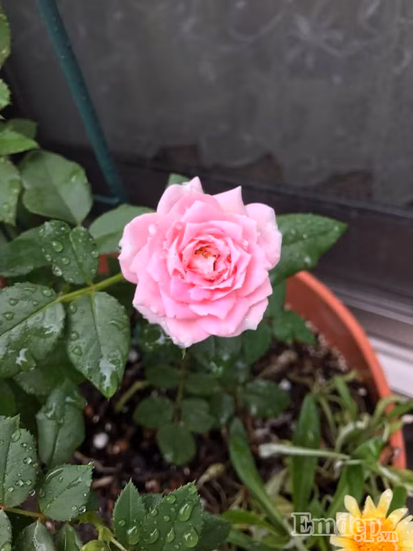 Cứ khoảng một tháng lại bổ sung viên dinh dưỡng cho hoa hồng. Sau khi quan sát nhánh mới ra nếu thấy cành mập mạp tức là cây được cung cấp đủ dinh dưỡng, nếu nhánh gầy và cao thì cần bổ sung dinh dưỡng cho cây.