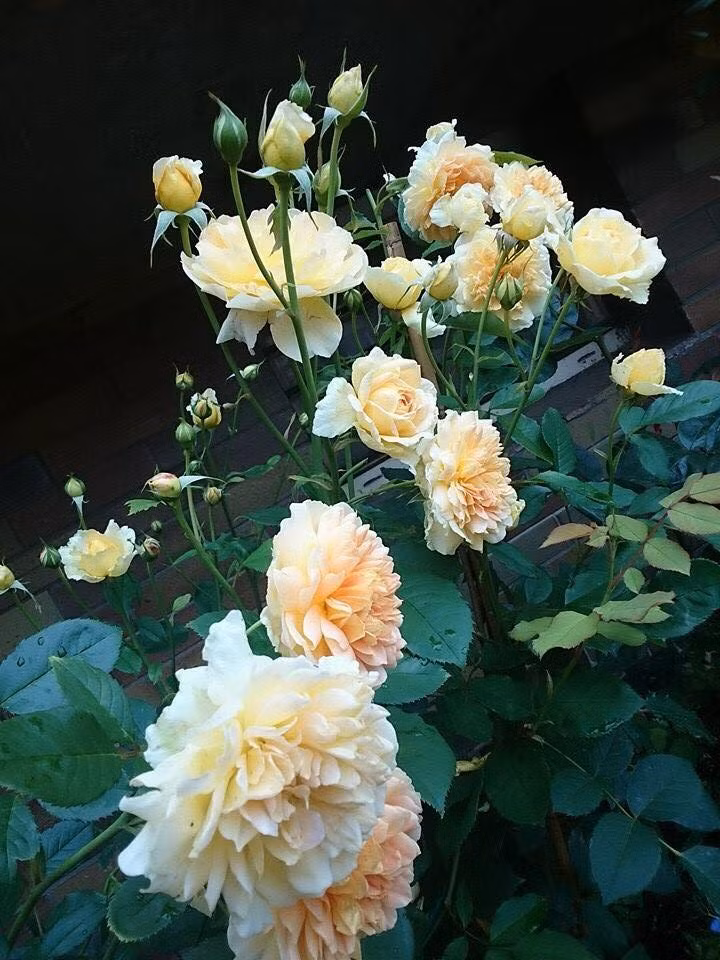 Chị Huyền còn trồng thêm những loài cây leo tạo vẻ đẹp rực rỡ cho bức tường dọc theo sân nối từ cổng vào nhà.