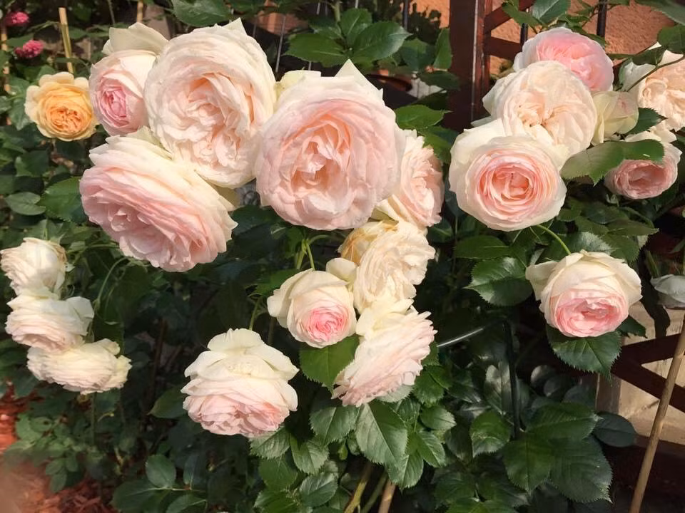 Do không có đất nên khu vườn được bài trí trồng theo hướng trên cao, tạo thành từng thảm qua, dải hoa tuyệt đẹp.