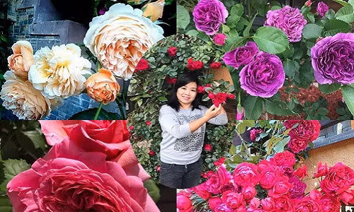 Vuon hoa hong quy hiem, dep nhu thien duong cua me Viet xa xu