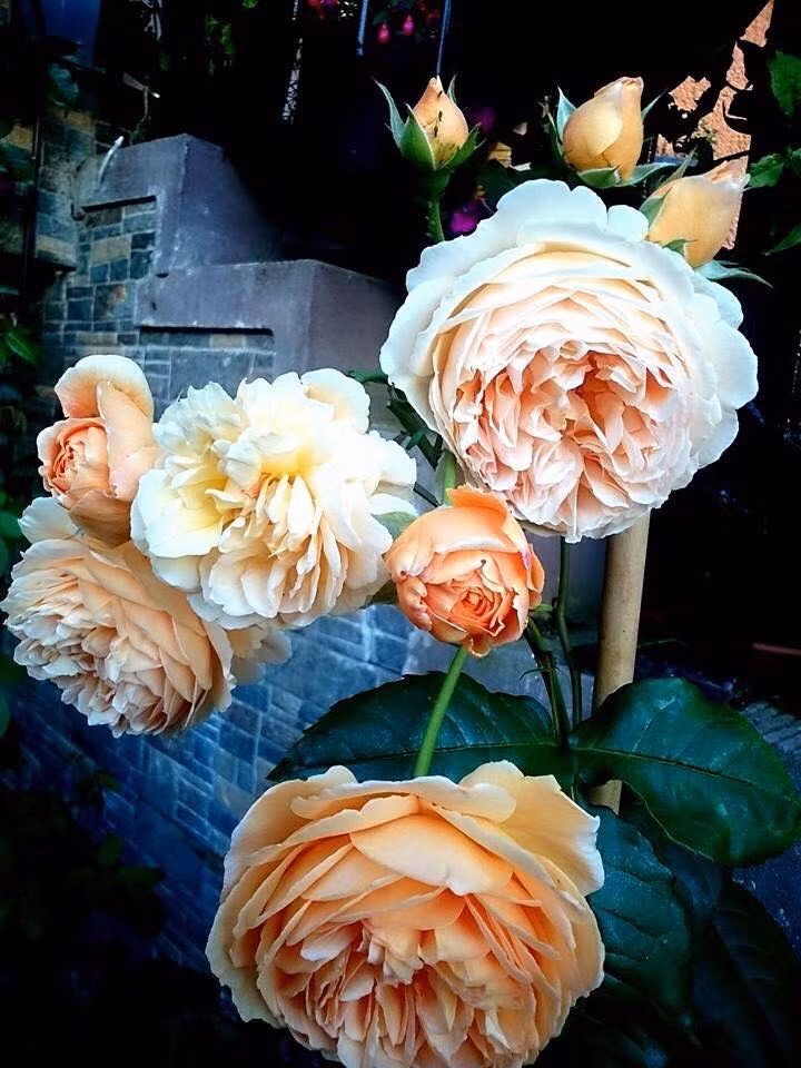 Thậm chí, bộ sưu tập hoa hồng Anh, Đức, Pháp, của chị giờ có cả hơn trăm loại với nhiều giống quý hiếm.