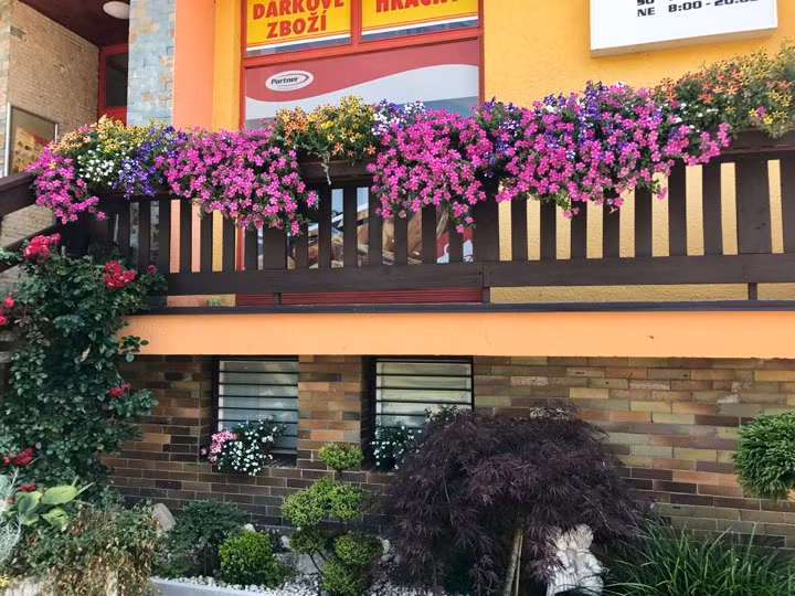 Những loài hoa có màu sắc độc lạ, dường như đều được quy tụ hết trong khu vườn nhỏ xinh yêu này.