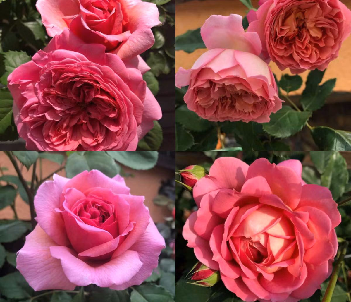 Để hồng sai hoa thì bạn phải cắt tỉa ngay khi hoa vừa tàn. Ngoài ra, hai tuần một lần chị phải tưới nước phân dành riêng cho hoa hồng. Đến kì 6 tháng lại xốc bón phân bò vi sinh.