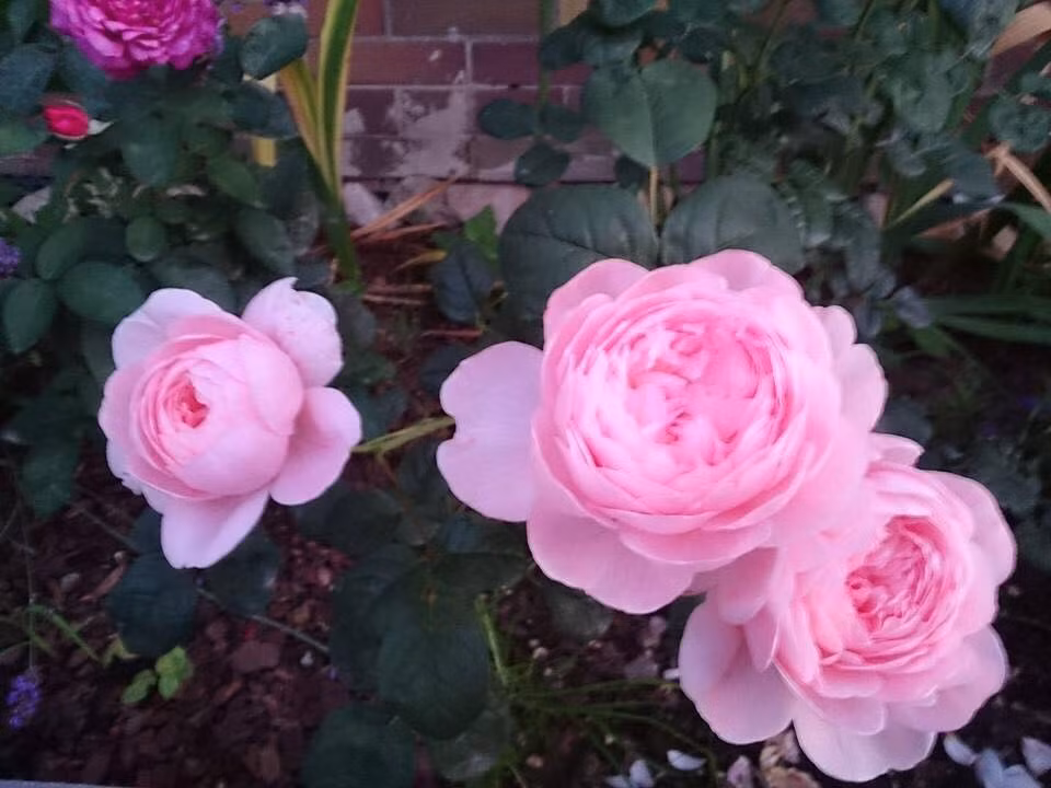 Những loài hoa hồng có màu sắc đặt biệt, bắt mắt và có chúng được gọi với cái tên hoa hồng Royar jubilee.