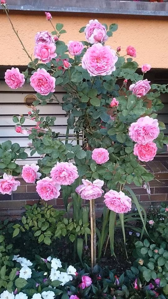 Chị Huyền còn trồng thêm những loài cây leo tạo vẻ đẹp rực rỡ cho bức tường dọc theo sân nối từ cổng vào nhà.