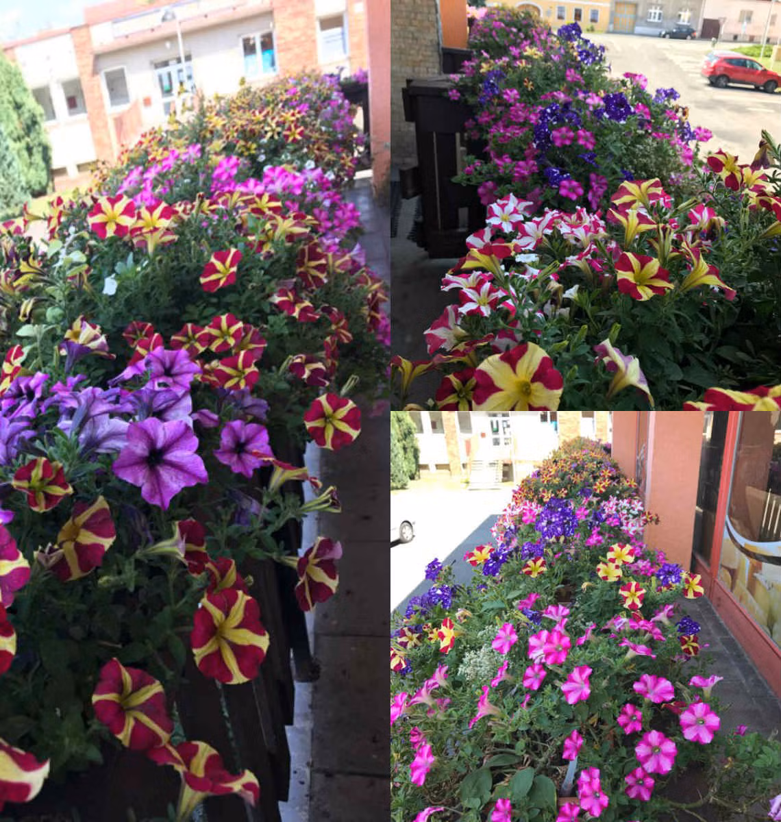 Tâm sự với PV Dân Việt, chị Huyền cho biết, sở thích yêu hoa củ chị đã ngấm trong máu từ bé. Khi còn lúc nhỏ, chị Huyền đã tự tay chăm sóc hoa và vườn rau trước nhà nên khi đặt chân đến vùng đất mới, khát khao được trồng trọt của chị lại tiếp tục trỗi dậy.