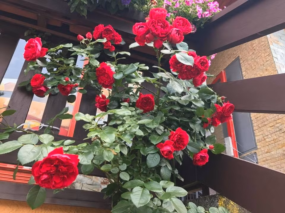 Với khí hậu châu Âu, hoa hồng lên khá tốt và hoa suốt 2 mùa, từ giữa tháng 4 đến tận hết tháng 10. Trong ảnh là loài hoa hồng "sang chảnh" lady emma hamilton.