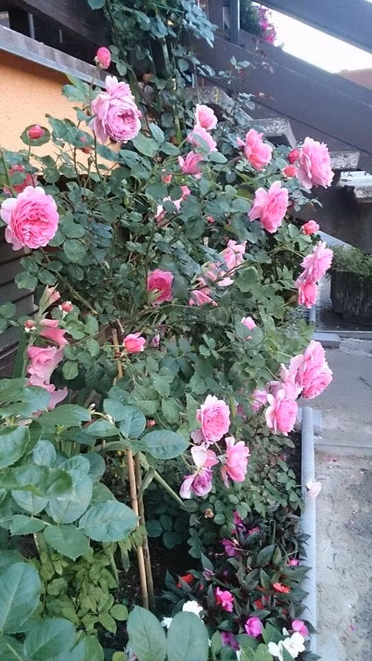 Vườn hoa đẹp như trong truyện cổ tích được chị Huyền trồng chủ yếu là các loại hoa hồng. Giống hoa được chị Huyền trồng trong nhà chủ yếu là hồng Davis Austin.