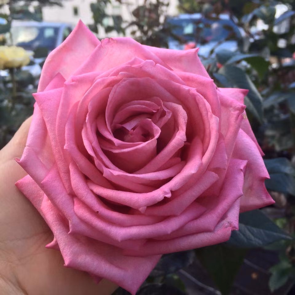 Ngôi nhà hai tầng của gia đình chị Huyền ở Chodova-Plana từng là trung tâm mua bán thời bao cấp của vùng. Tuy nhà rộng nhưng không có đất trống xung quanh, chị đã bàn với chồng cùng làm đơn lên ủy ban xin đào ra một mét đường nhựa để trồng hoa.