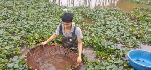 Vào mùa thu hoạch, cua sống dưới ao thường ngoi lên mặt nước. Người dân chỉ cần dùng chiếc rổ tre lớn rồi hớt vào chỗ có bèo hay cỏ dại và giũ mạnh là cua đọng lại trong rổ. Ảnh: Dân Việt.