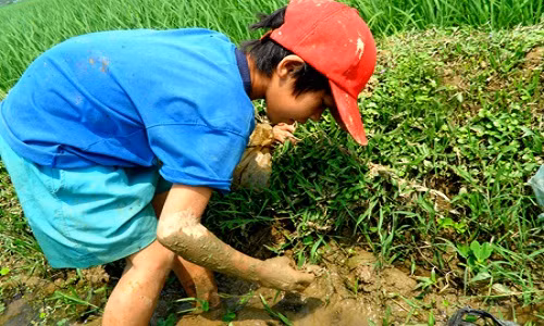 Hình ảnh những cậu bé móc cua đồng giữa trời nắng không phải là hiếm ở nhiều miền quê tại Việt Nam. Ảnh: Langmanmientay.