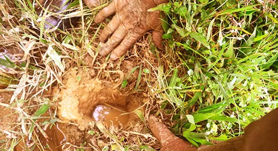 Thậm chí, họ còn phải vạch từng đám cỏ để tìm hang cua. Ảnh: Báo Nghệ An.