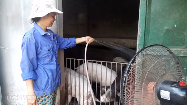 Để chống nắng nóng cho đàn lợn hơn 50 con của gia đình, bà Trần Thị Thắm (35 tuổi) ở xóm 1, xã Đồng Hướng, huyện Kim Sơn luôn phải túc trực tắm và bật quạt…