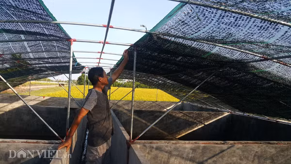 Bơm nước giếng khoan sạch, mát cho ếch tắm và làm giàn che nắng cho chuồng trại là cách mà ông Vũ Cao Thăng ở xã Ân Hòa, huyện Kim Sơn đang áp dụng để chăm sóc, bảo vệ đàn ếch hàng vạn của gia đình mình dưới thời tiết nắng nóng kỷ lục đang hoành hành ở miền Bắc.